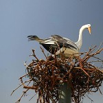 Une cigogne en papier mache.חסידה מפוסלת בנייר